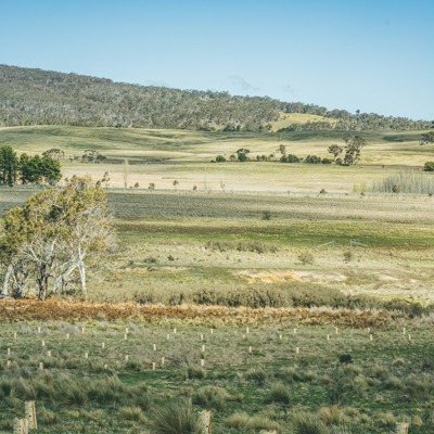 Lake George Tree Planting with Landcare Australia